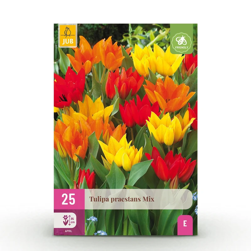 Blumenzwiebeln – Tulpe Praestans Mix – winterhart & mehrjährig – verschiedene Farben – 25 Stück – Zwiebelgröße 8/9 – XXL Pack