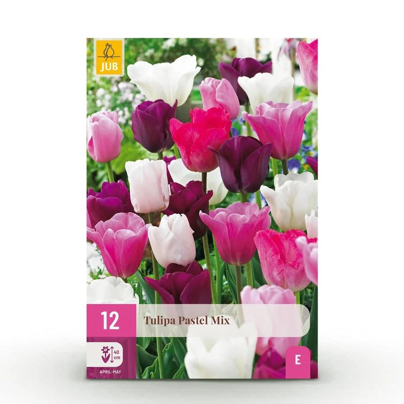 Blumenzwiebeln – Tulpe Pastel Mix – winterhart & mehrjährig – verschiedene Farben – 12 Stück – Zwiebelgröße 11/12 – XXL Pack