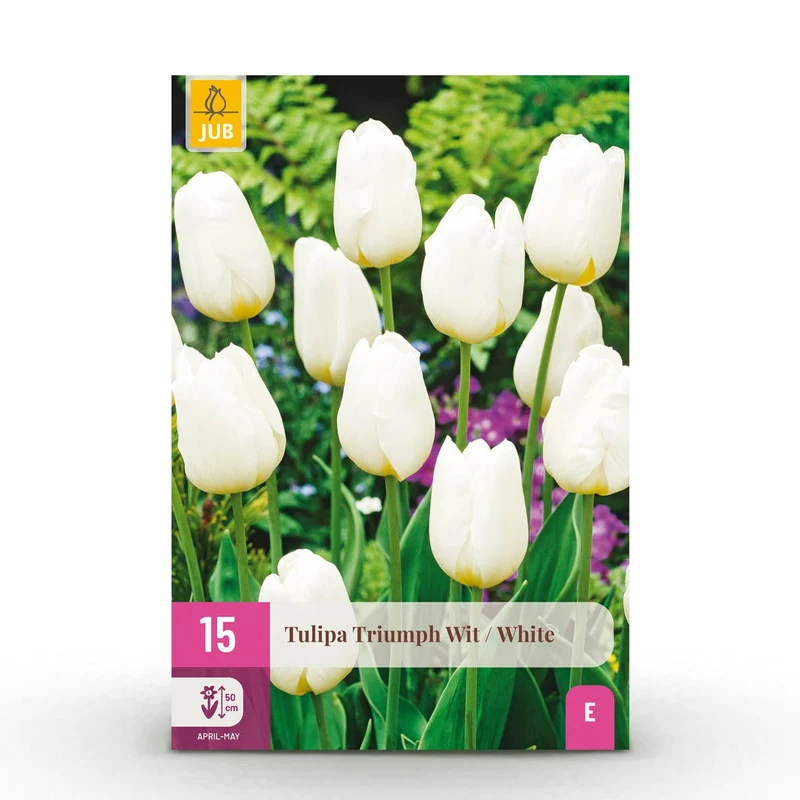 Blumenzwiebeln – Tulpe Triumph ‘White’ – winterhart & mehrjährig – weiß – 15 Stück – Zwiebelgröße 11/12 – XXL Pack
