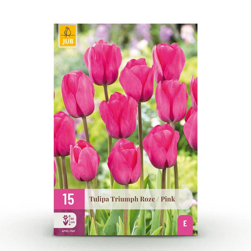 Blumenzwiebeln – Tulpe Triumph ‘Pink’ – winterhart & mehrjährig – rosa – 15 Stück – Zwiebelgröße 11/12 – XXL Pack