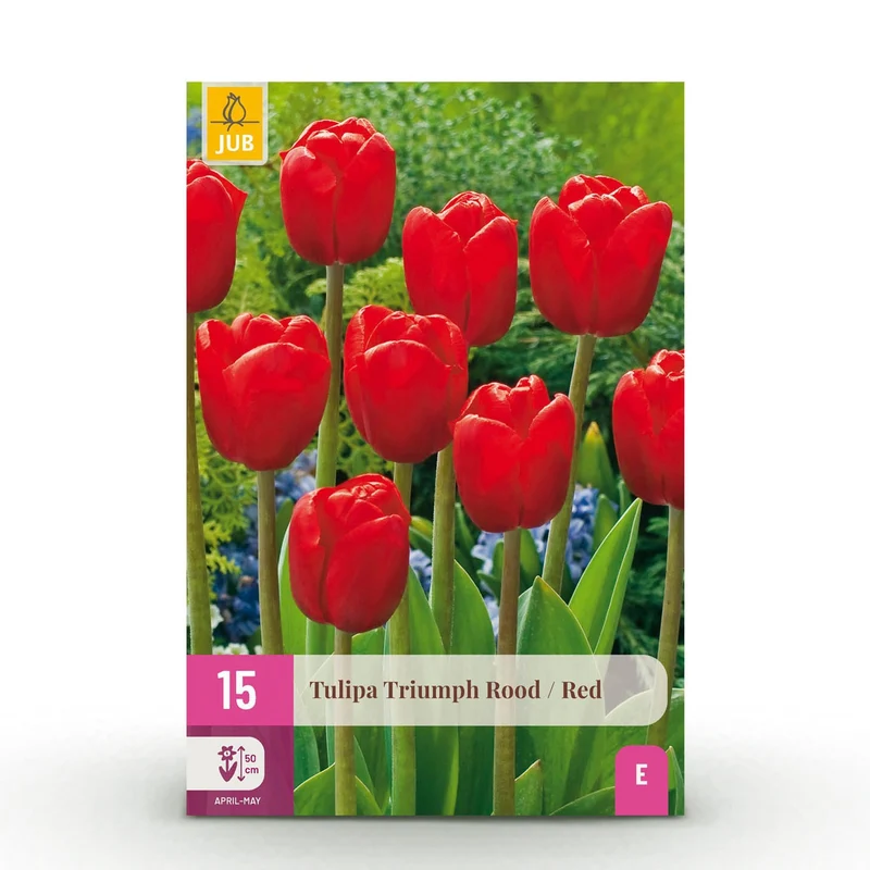 Blumenzwiebeln – Tulpe Triumph ‘Red’ – winterhart & mehrjährig – rot – 15 Stück – Zwiebelgröße 11/12 – XXL Pack