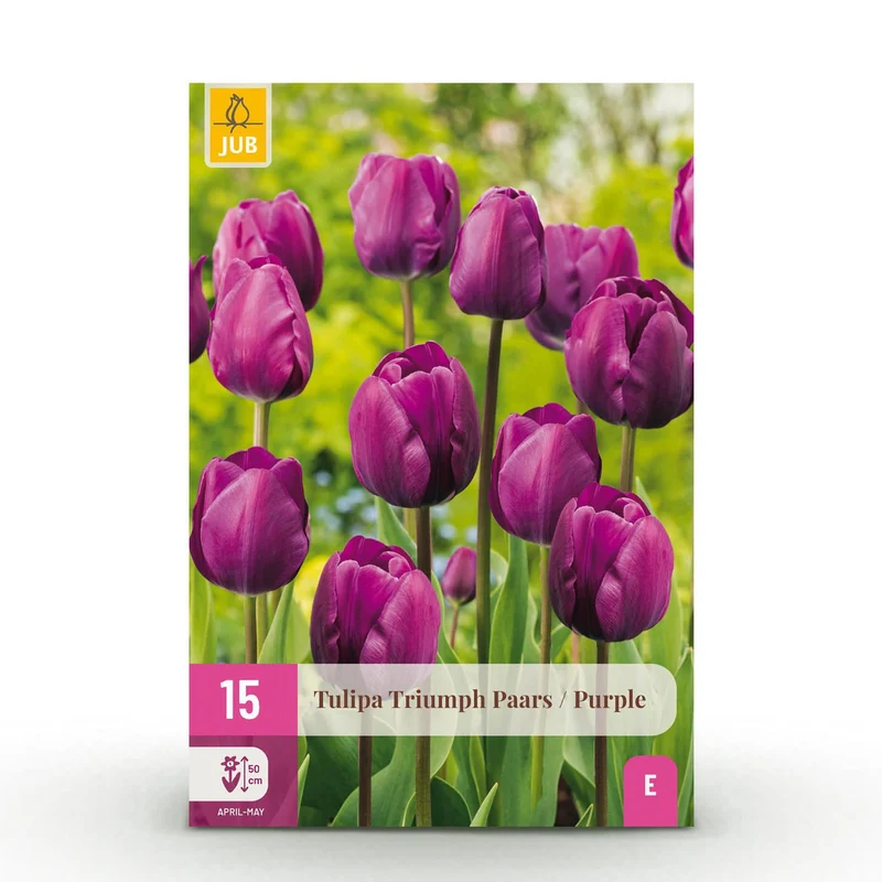 Blumenzwiebeln – Tulpe Triumph ‘Purple’ – winterhart & mehrjährig – lila – 15 Stück – Zwiebelgröße 11/12 – XXL Pack