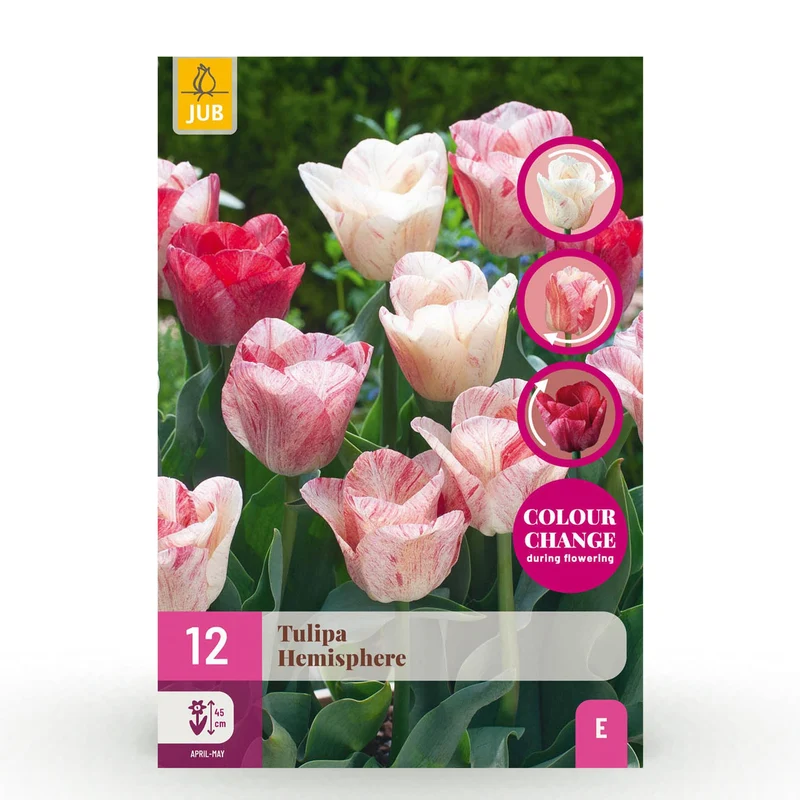 Blumenzwiebeln – Tulpe Hemisphere Mix – winterhart & mehrjährig – verschiedene Farben – 12 Stück – Zwiebelgröße 11/12 – XXL Pack