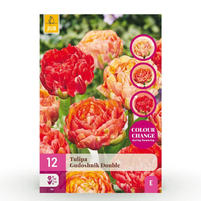 Blumenzwiebeln – Tulpe ‘Gudoshnik Double’ – winterhart & mehrjährig – doppelblütig – 12 Stück – Zwiebelgröße 11/12 – XXL Pack