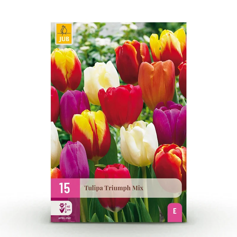 Blumenzwiebeln – Tulpe Triumph Mix – winterhart & mehrjährig – verschiedene Farben – 15 Stück – Zwiebelgröße 11/12 – XXL Pack