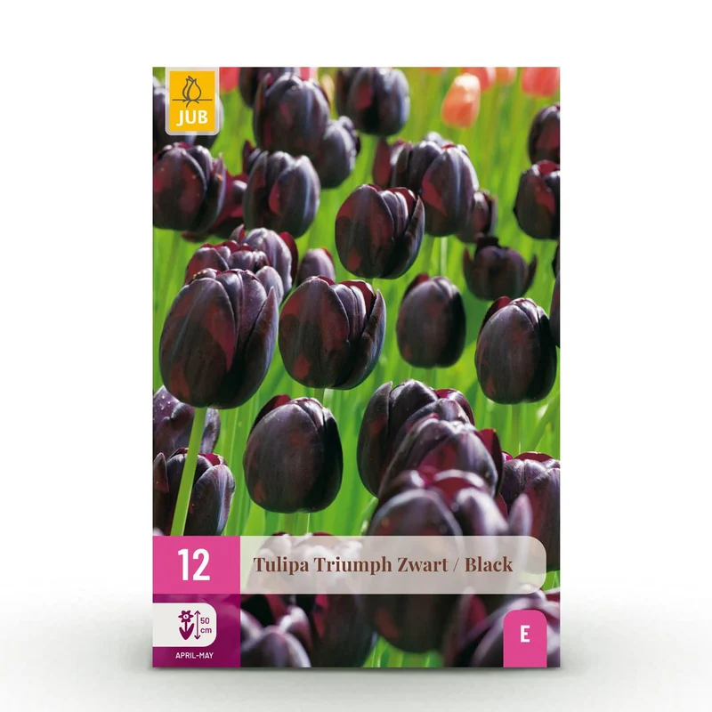 Blumenzwiebeln – Tulpe Triumph ‘Black’ – winterhart & mehrjährig – dunkel lila – 12 Stück – Zwiebelgröße 11/12 – XXL Pack