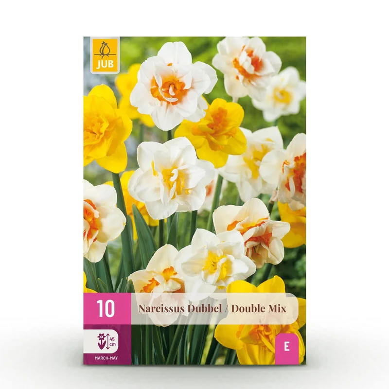 Blumenzwiebeln – Narcissus Double Mix – winterhart & mehrjährig – gelb & weiß – 10 Stück – Zwiebelgröße 12/14 – XXL Pack