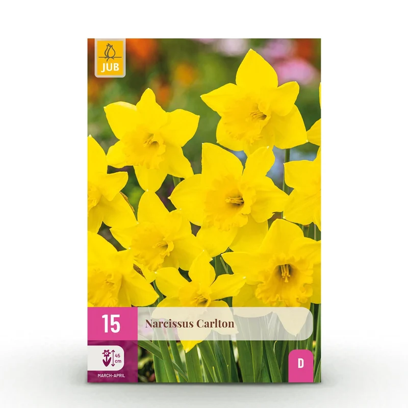 Blumenzwiebeln – Narcissus ‘Carlton’ – winterhart & mehrjährig – gelb – 15 Stück – Knollengröße 12/14 – XXL Pack