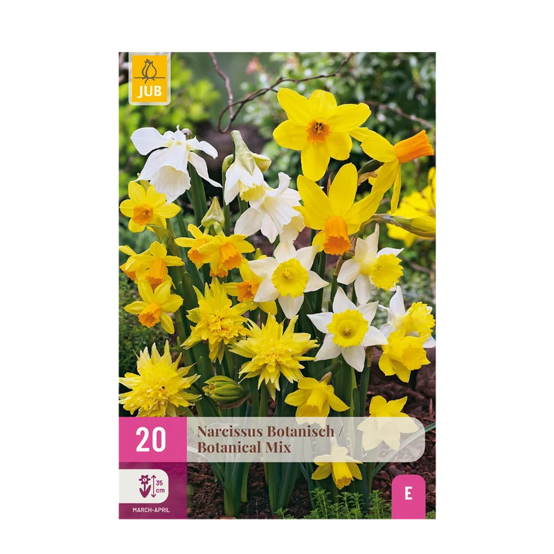 Blumenzwiebeln – Narcissus Botanical Mix – winterhart & mehrjährig – gelb & weiß – 20 Stück – Zwiebelgröße 10/12 – XXL Pack