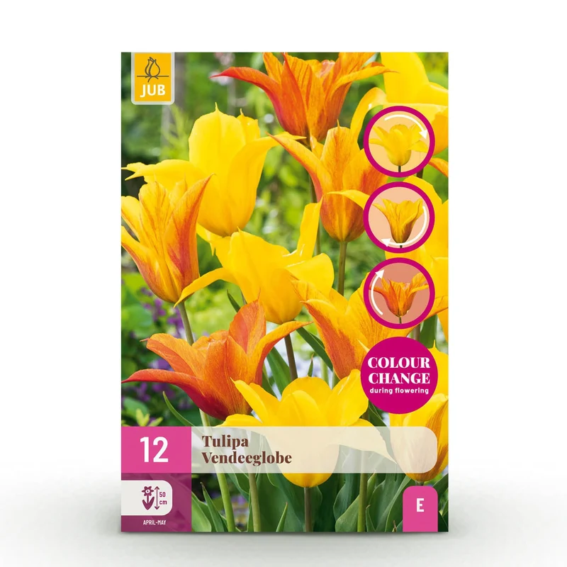 Blumenzwiebeln – Tulpe ‘Vendée Globe’ – winterhart & mehrjährig – gelb – 12 Stück – Zwiebelgröße 11/12 – XXL Pack