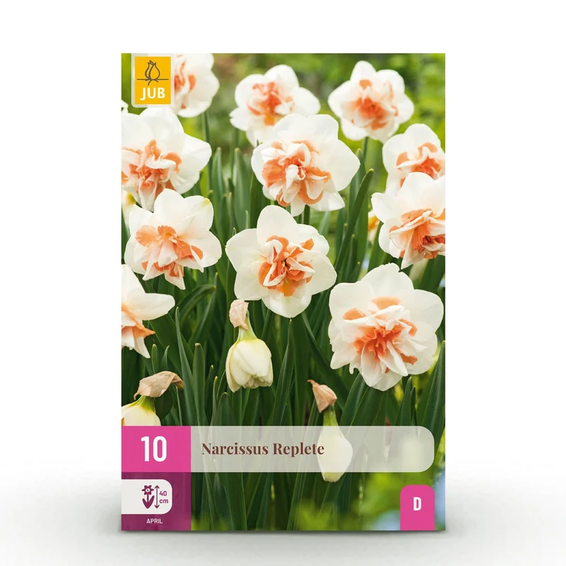 Blumenzwiebeln – Narcissus ‘Replete’ – winterhart & mehrjährig – weiß & orange – 10 Stück – Zwiebelgröße 10/12 – XXL Pack