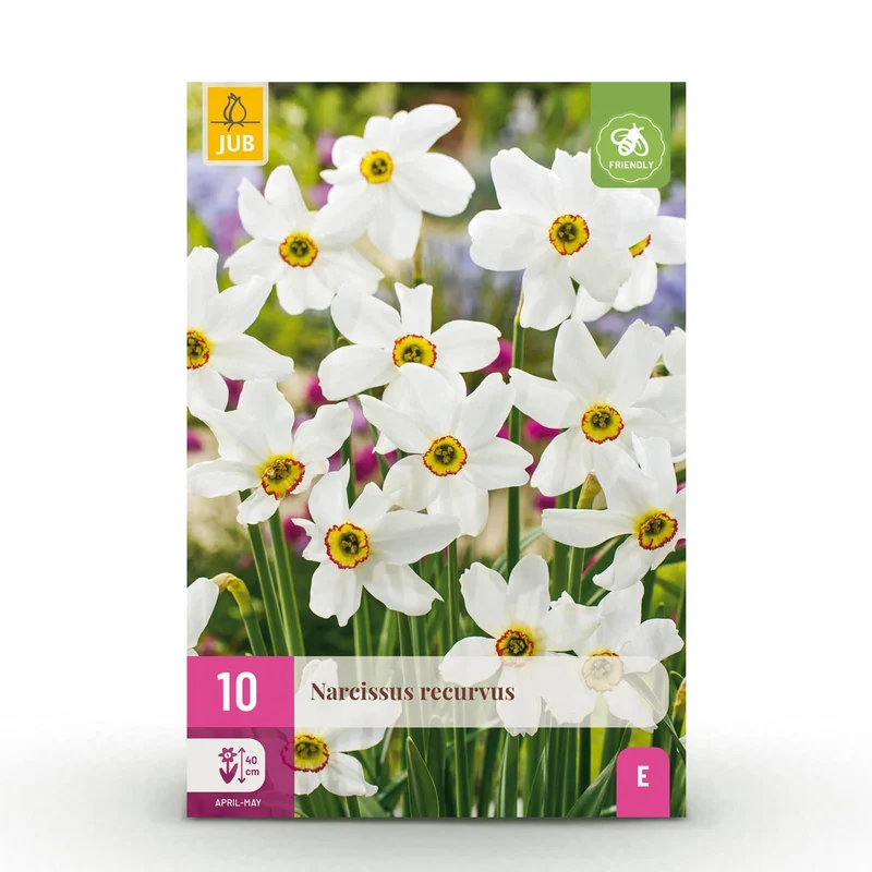 Blumenzwiebeln – Narcissus ‘Recurvus’ – winterhart & mehrjährig – weiß – 10 Stück – Zwiebelgröße 12/14 – XXL Pack