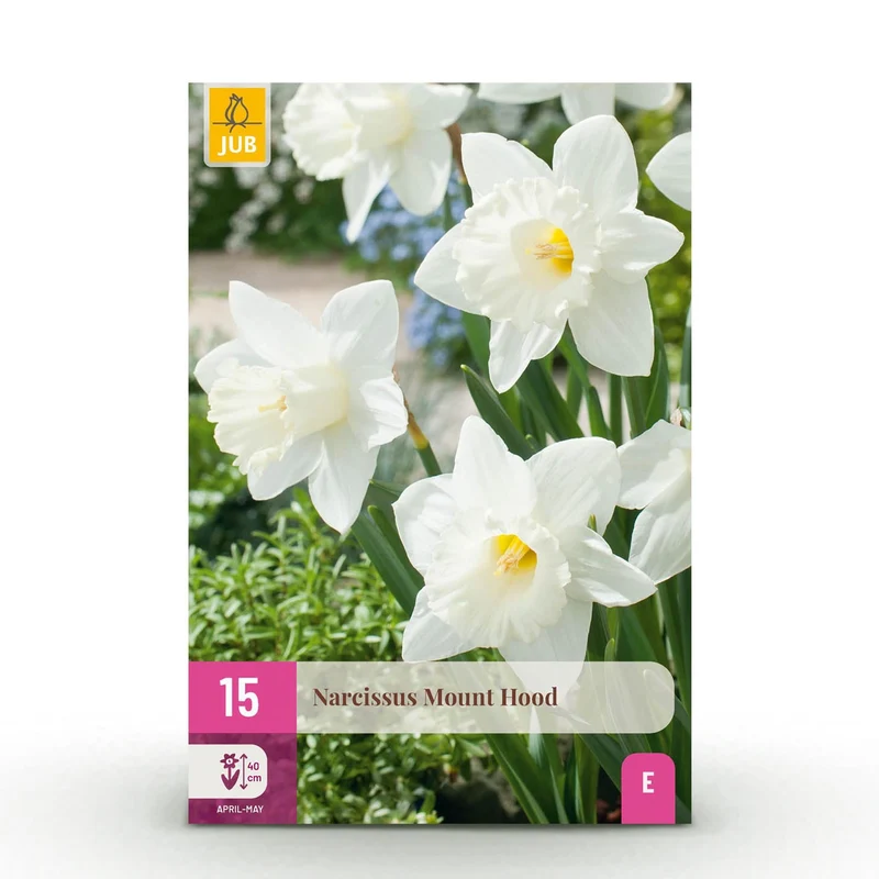 Blumenzwiebeln – Narcissus ‘Mount Hood’ – winterhart & mehrjährig – weiß – 15 Stück – Zwiebelgröße 10/12 – XXL Pack