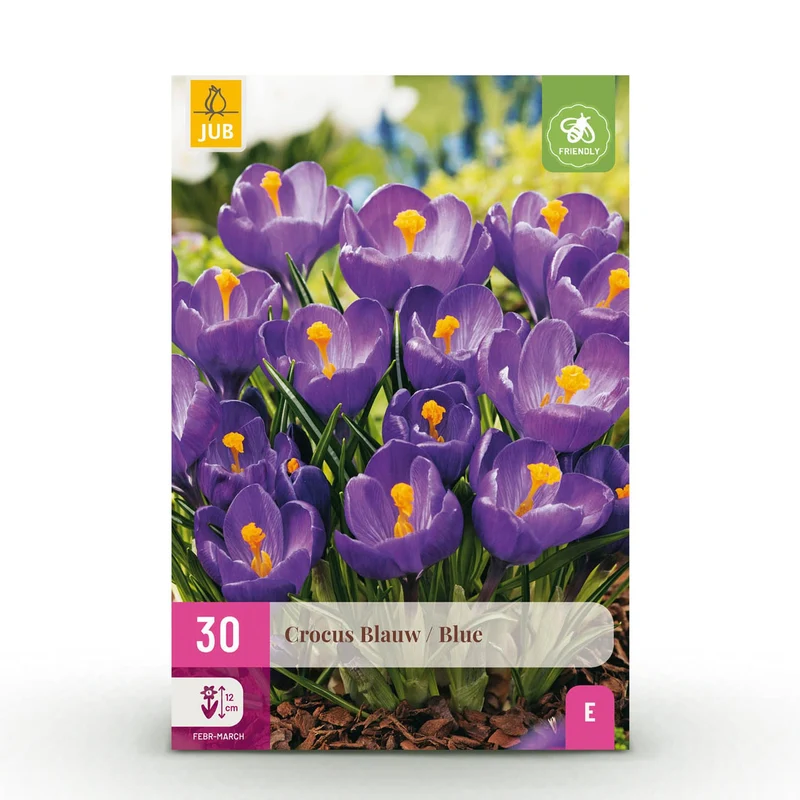 Blumenzwiebeln – Crocus ‘Blue’ – winterhart & mehrjährig – blau – 30 Stück – Zwiebelgröße 7/8 – XXL Pack