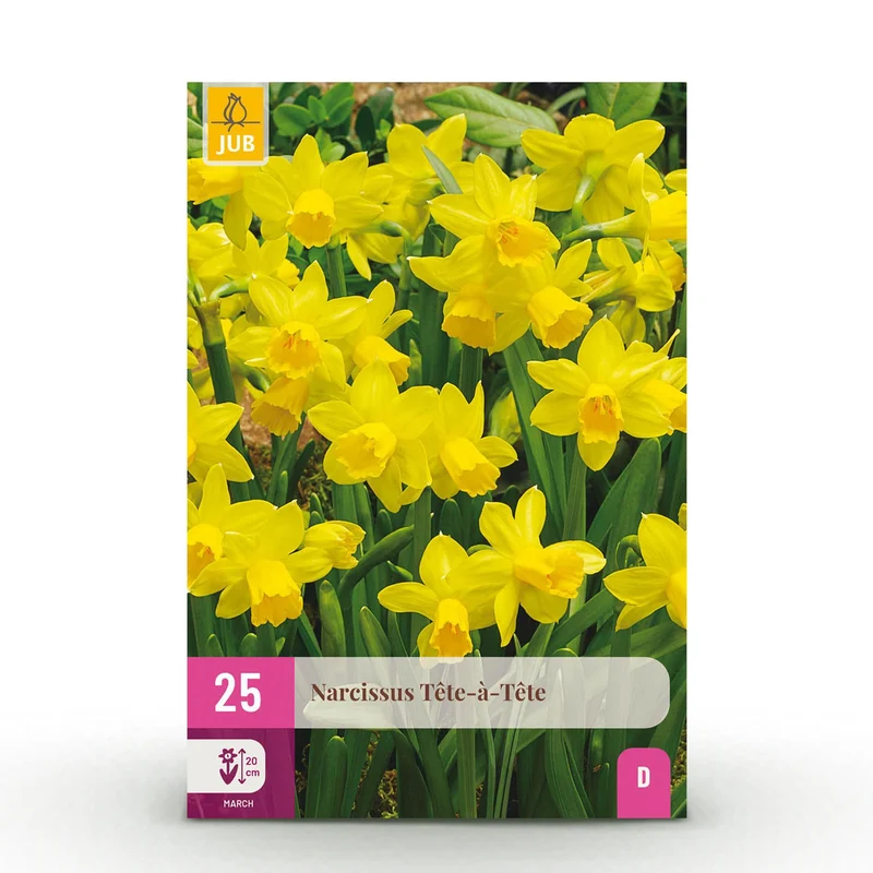 Blumenzwiebeln – Narzisse ‘Tête-à-Tête’ – winterhart & mehrjährig – gelb – 25 Stück – Zwiebelgröße 10/11 – XXL Pack