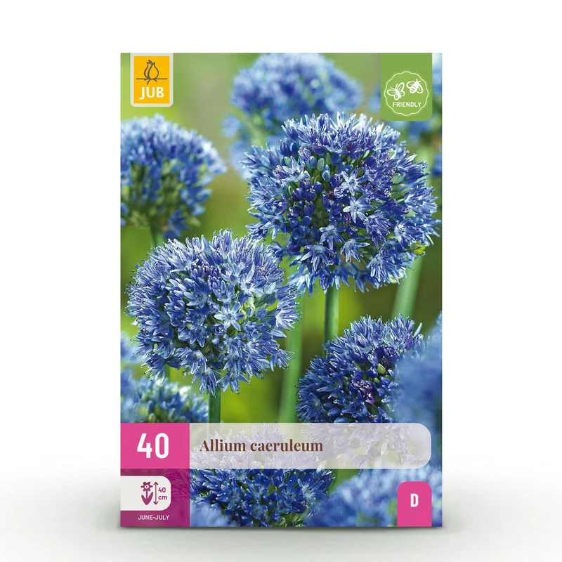 Blumenzwiebeln – Allium caeruleum – winterhart & mehrjährig – blau – 40 Stück – Zwiebelgröße 4/5 – XXL Pack