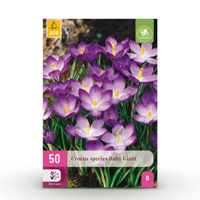 Blumenzwiebeln – Crocus ‘Ruby Giant’ – winterhart & mehrjährig – lila – 50 Stück – Zwiebelgröße 5/6 – XXL Pack