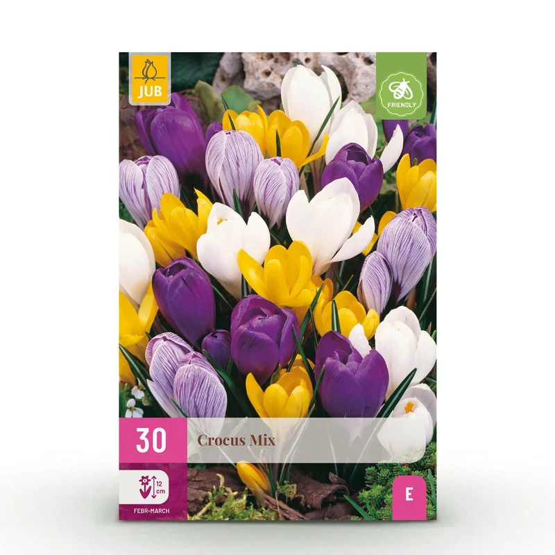 Blumenzwiebeln – Crocus Large Flowering Mix – winterhart & mehrjährig – verschiedene Farben – 30 Stück – Zwiebelgröße 7/8 – XXL Pack