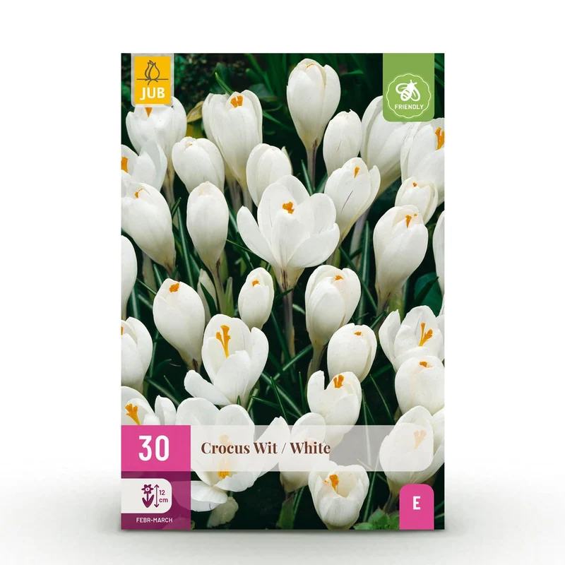 Blumenzwiebeln – Crocus ‘White’ – winterhart & mehrjährig – gelb – 30 Stück – Zwiebelgröße 7/8 – XXL Pack