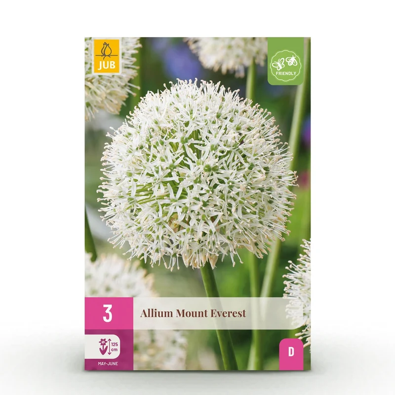 Blumenzwiebeln – Allium ‘Mount Everest’ – winterhart & mehrjährig – weiß – 3 Stück – Zwiebelgröße 16/18 – XXL Pack