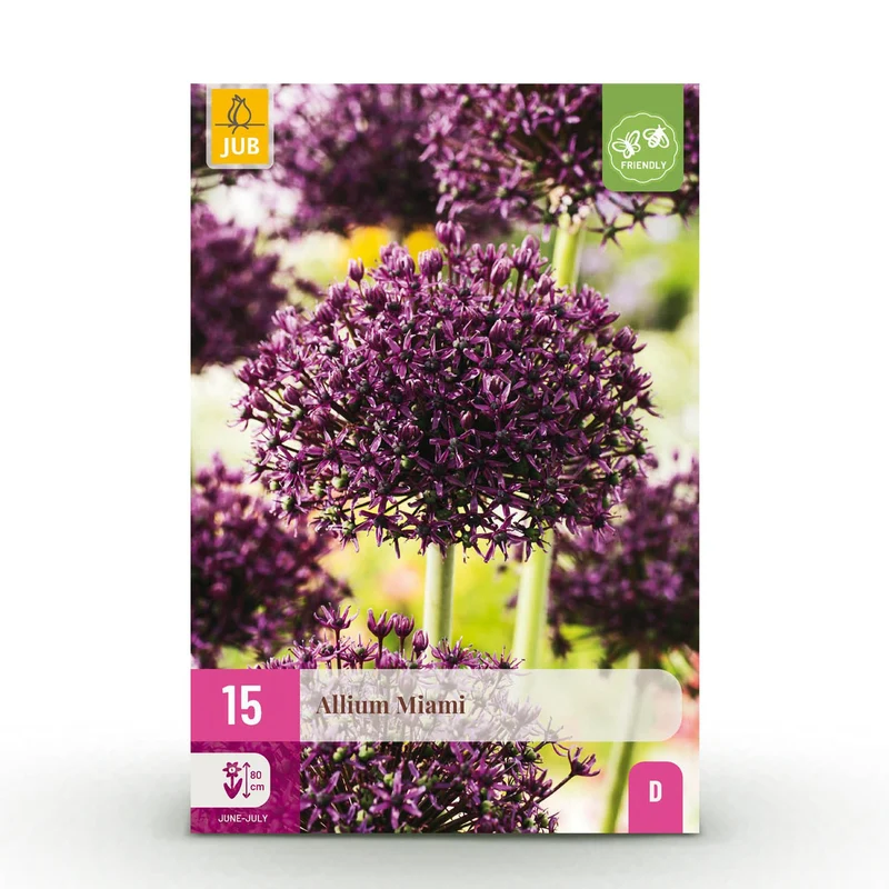 Blumenzwiebeln – Allium ‘Miami’ – winterhart & mehrjährig – lila – 15 Stück – Zwiebelgröße 10/11 – XXL Pack