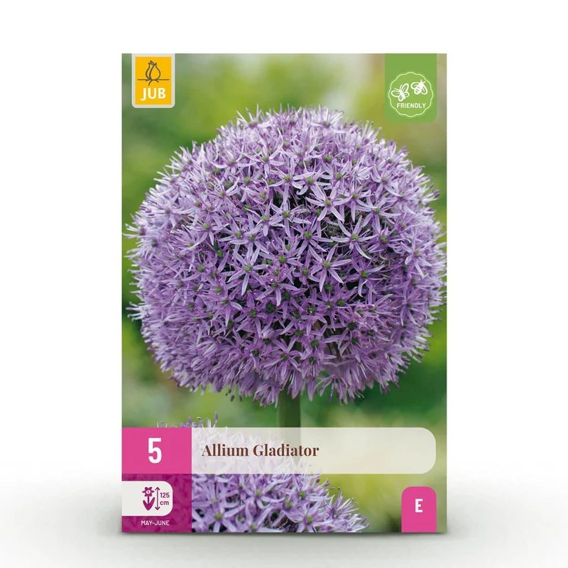 Blumenzwiebeln – Allium ‘Gladiator’ – winterhart & mehrjährig – lila – 5 Stück – Zwiebelgröße 16/18 – XXL Pack