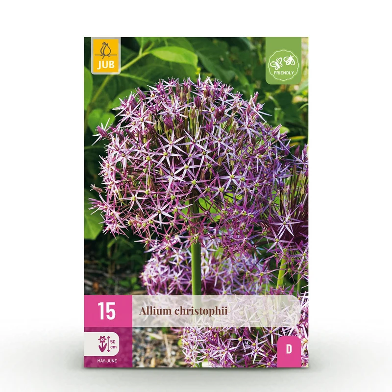 Blumenzwiebeln – Allium christophii – winterhart & mehrjährig – lila – 15 Stück – Zwiebelgröße 10/2 – XXL Pack