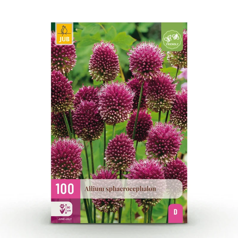 Blumenzwiebeln – Allium sphaerocephalon – winterhart & mehrjährig – lila – 100 Stück – Zwiebelgröße 5/6 – XXL Pack