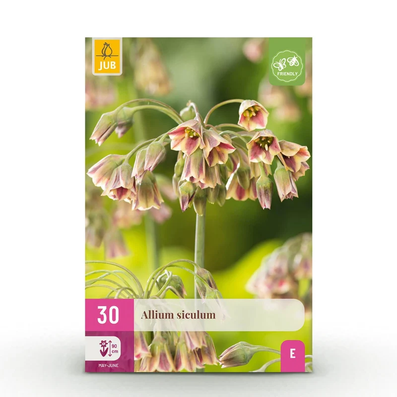 Blumenzwiebeln – Allium siculum – winterhart & mehrjährig – rosa – 30 Stück – Zwiebelgröße 8/10 – XXL Pack