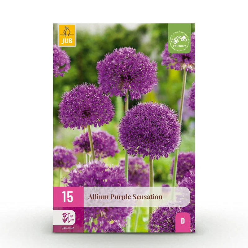 Blumenzwiebeln – Allium ‘Purple Sensation’ – winterhart & mehrjährig – lila – 15 Stück – Zwiebelgröße 10/12 – XXL Pack