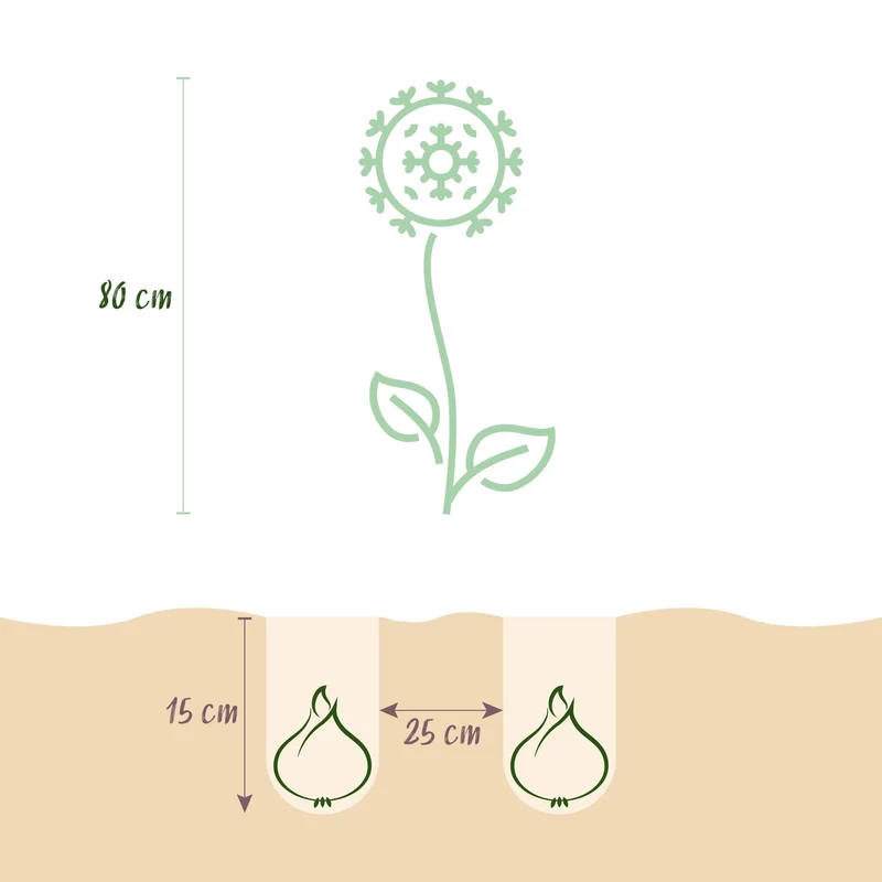 Blumenzwiebeln – Allium Purple & White Mix – winterhart & mehrjährig – lila & weiß – 15 Stück – Zwiebelgröße 10/12 – XXL Pack