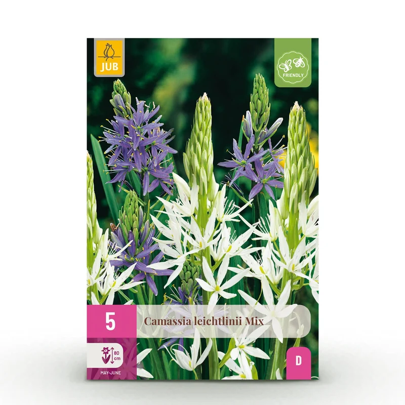Blumenzwiebeln – Camassia leichtlinii Mix – winterhart & mehrjährig – lila & weiß – 5 Stück – Zwiebelgröße 12/14 – XXL Pack