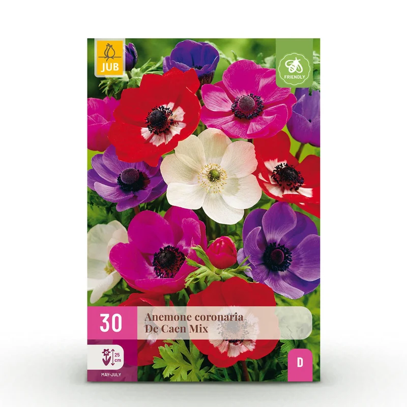 Blumenzwiebeln – Anemone de Caen Mix – winterhart & mehrjährig – verschiedene Farben – 30 Stück – Zwiebelgröße 5/6 – XXL Pack