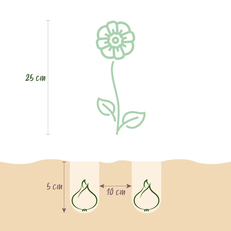 Blumenzwiebeln – Anemone de Caen Mix – winterhart & mehrjährig – verschiedene Farben – 30 Stück – Zwiebelgröße 5/6 – XXL Pack