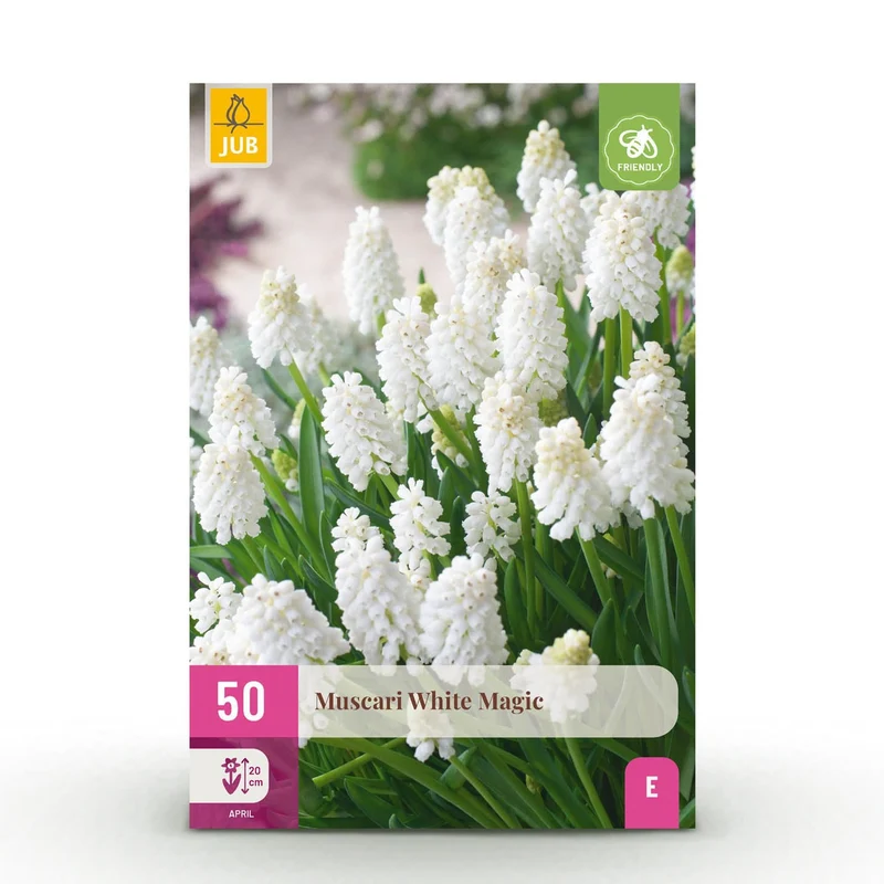 Blumenzwiebeln – Muscari ‘White Magic’ – winterhart & mehrjährig – weiß – 50 Stück – Zwiebelgröße 6/7 – XXL Pack