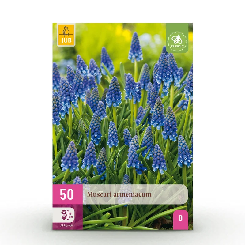 Blumenzwiebeln – Muscari armeniacum – winterhart & mehrjährig – blau – 50 Stück – Zwiebelgröße 8/9 – XXL Pack