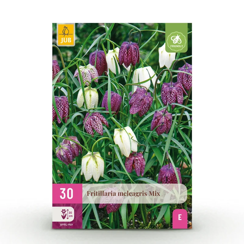 Blumenzwiebeln – Fritillaria meleagris Mix – winterhart & mehrjährig – lila & weiß – 30 Stück – Zwiebelgröße 6/7 – XXL Pack