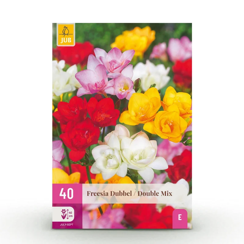 Blumenzwiebeln – Freesia Double Mix – winterhart & mehrjährig – verschiedene Farben – 40 Stück – Zwiebelgröße 5/6 – XXL Pack