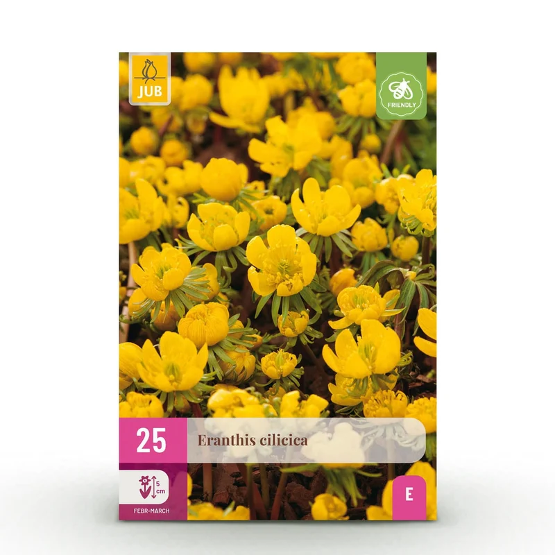Blumenzwiebeln – Eranthis cilicica – winterhart & mehrjährig – gelb – 25 Stück – Zwiebelgröße 4/5 – XXL Pack
