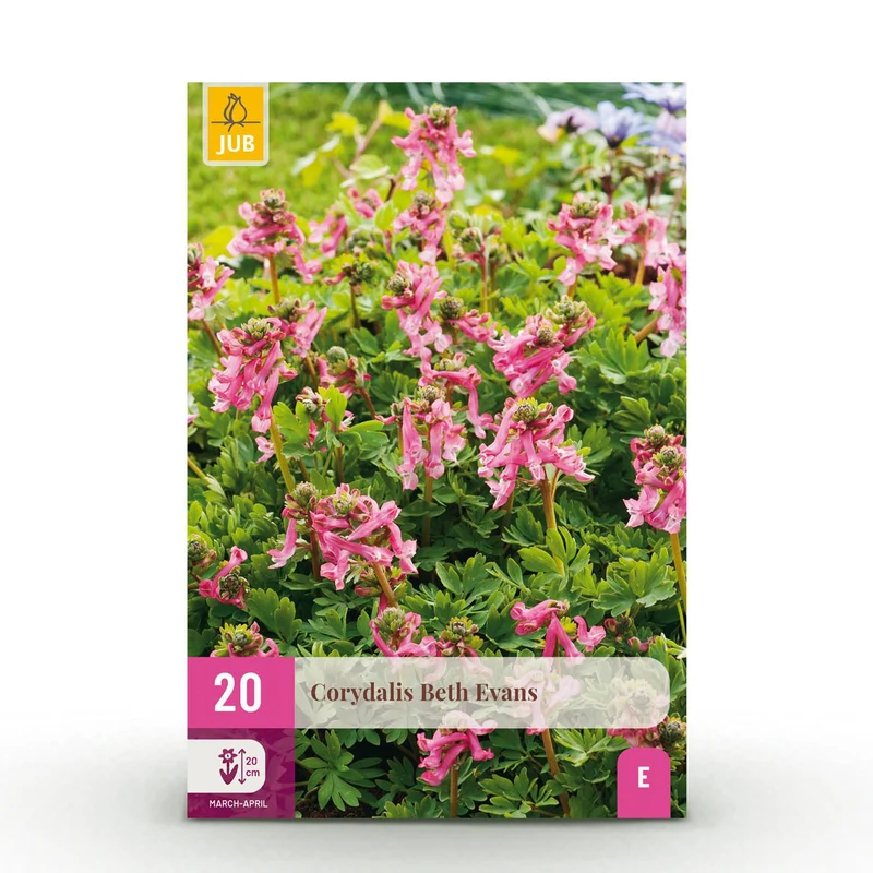 Blumenzwiebeln – Corydalis ‘Beth Evans’ – winterhart & mehrjährig – weiß & lila – 20 Stück – Zwiebelgröße 6/7 – XXL Pack