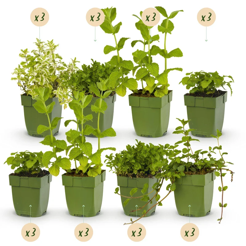 Kräuterpaket – Kräutertee – 24 Stauden – für ca. 3 m² – pflegeleicht – 11 cm Topf
