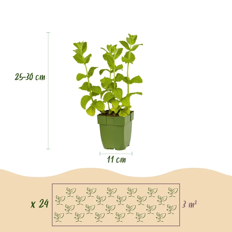 Kräuterpaket – Kräutertee – 24 Stauden – für ca. 3 m² – pflegeleicht – 11 cm Topf