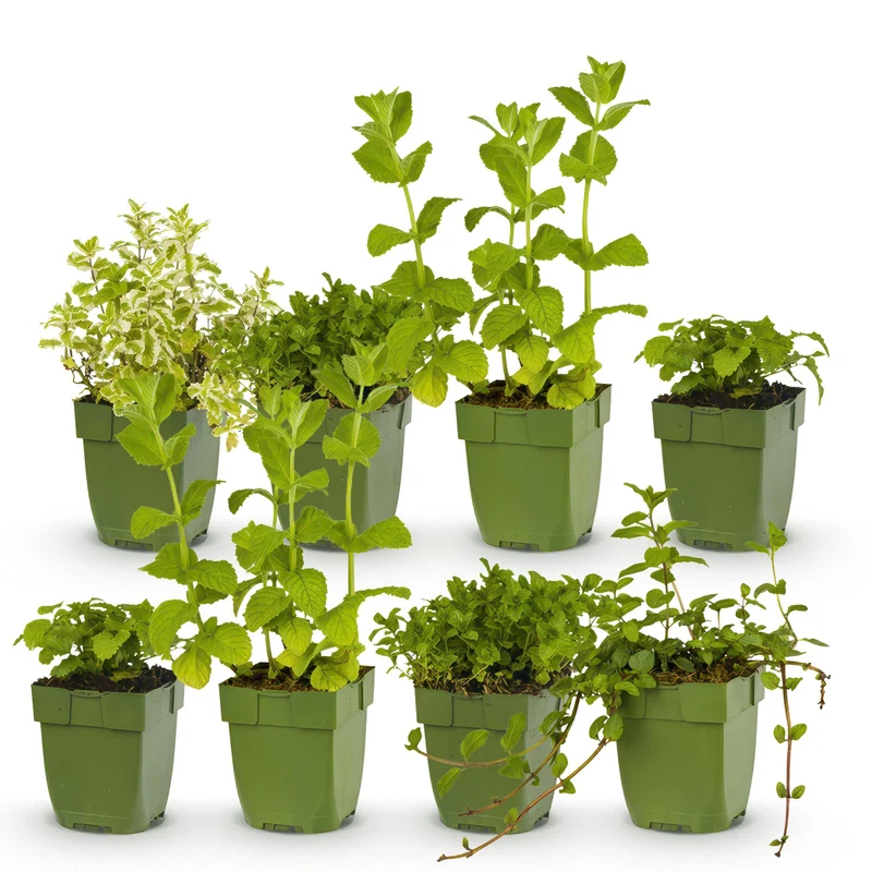 Pack de plantes aromatiques – Tisanes – 8 vivaces – pour env. 1 m² – facile d'entretien – pot de 11 cm