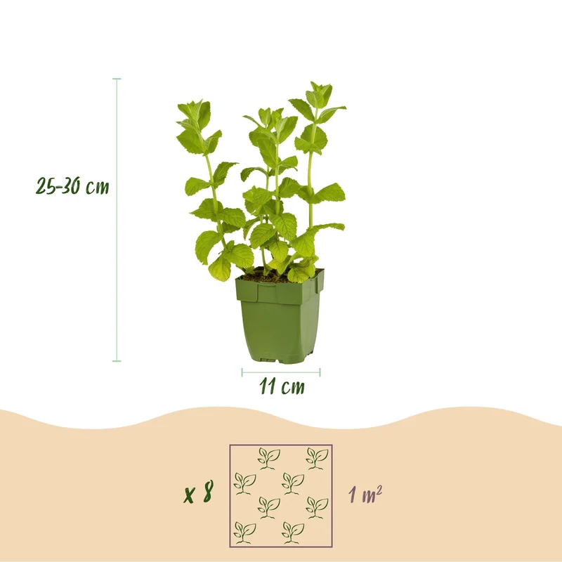 Pack de plantes aromatiques – Tisanes – 8 vivaces – pour env. 1 m² – facile d'entretien – pot de 11 cm
