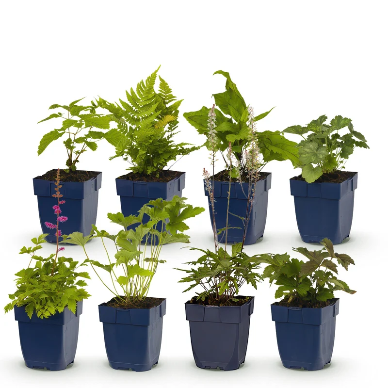 Zestaw bylin – cień – 8 bylin – na ok. 1 m² – różne kolory – łatwe w pielęgnacji – doniczka 11 cm