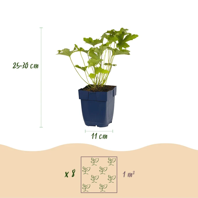 Zestaw bylin – cień – 8 bylin – na ok. 1 m² – różne kolory – łatwe w pielęgnacji – doniczka 11 cm