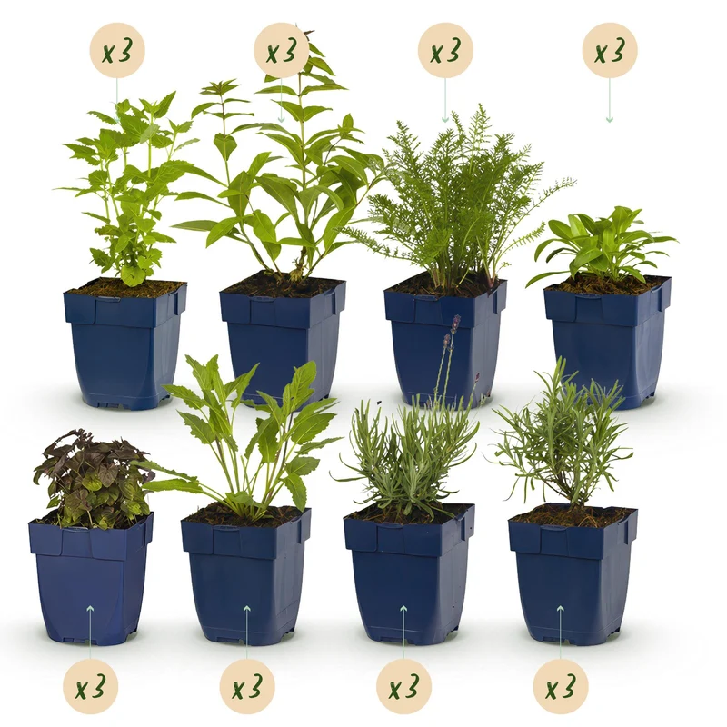 Staudenpaket duftend – 24 Stauden – für ca. 3 m² – verschiedene Farben – pflegeleicht – 11 cm Topf