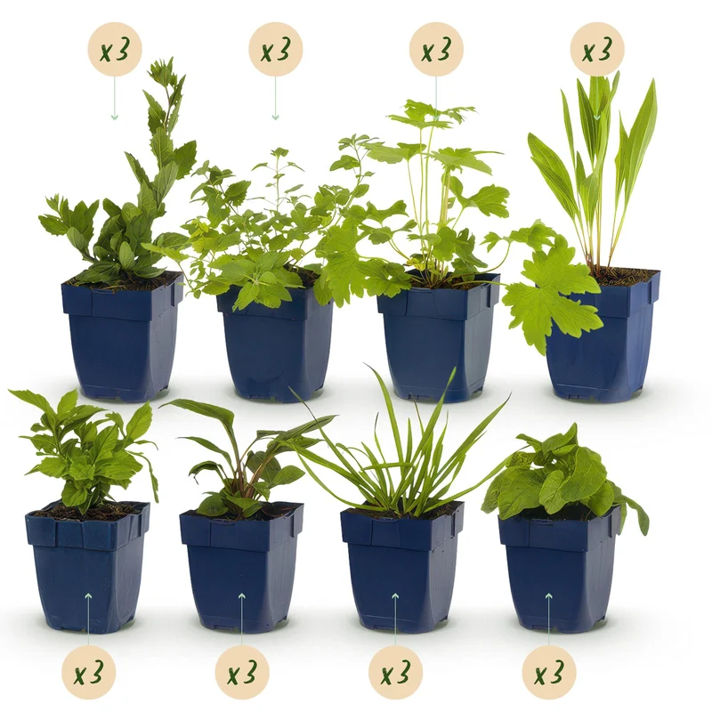Pack de vivaces – attire les abeilles et les papillons – 24 plantes vivaces – pour env. 3 m² – couleurs variées – facile d'entretien – pot de 11 cm