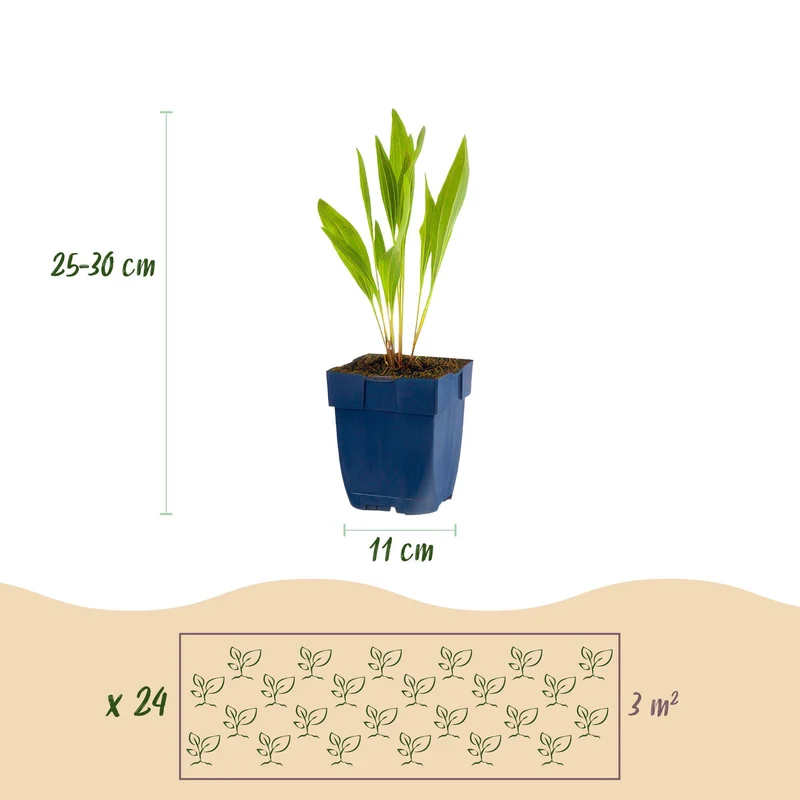 Pack de vivaces – attire les abeilles et les papillons – 24 plantes vivaces – pour env. 3 m² – couleurs variées – facile d'entretien – pot de 11 cm