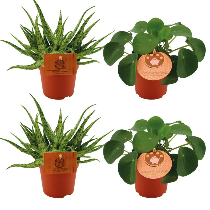 2x Aloe 'Spider' & 2x Pilea peperomioides – 4 planter – 10,5 cm potte, 10 cm høj